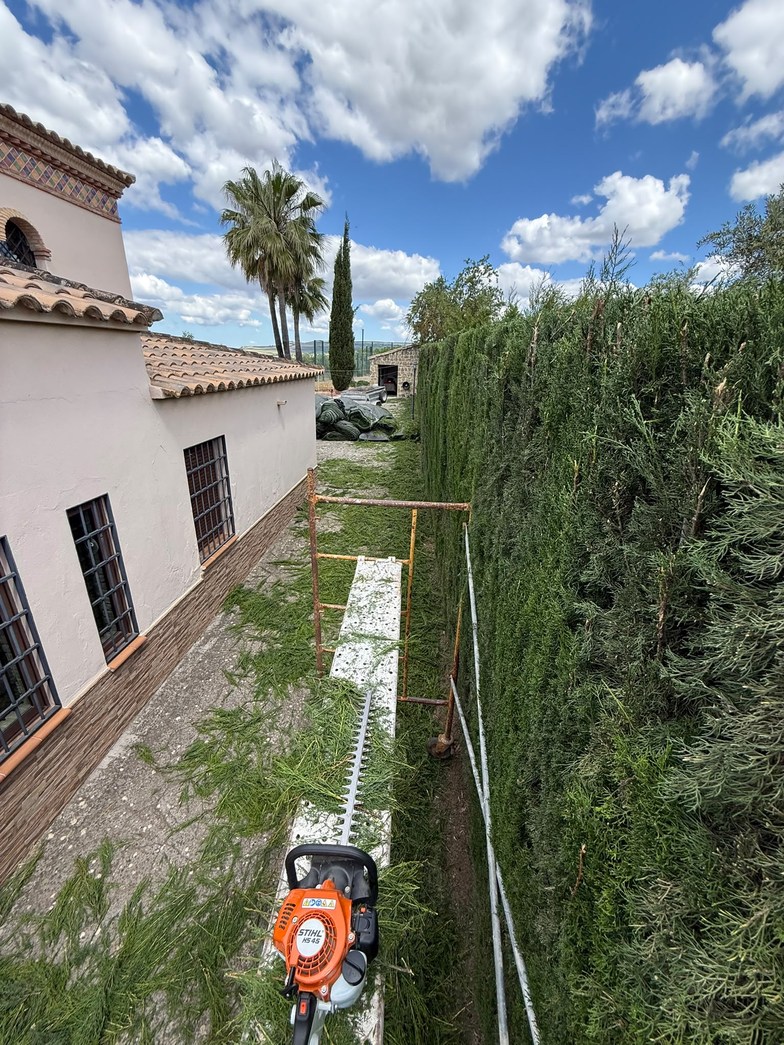 Recorte de setos de ciprés